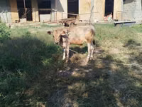 公牛, Swiss cattle — 照片 3