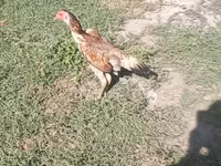 Chickens — الصورة 3