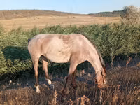 Iapă, Cai — foto 1