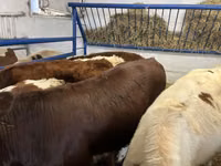 Vacă, Bovine — foto 1
