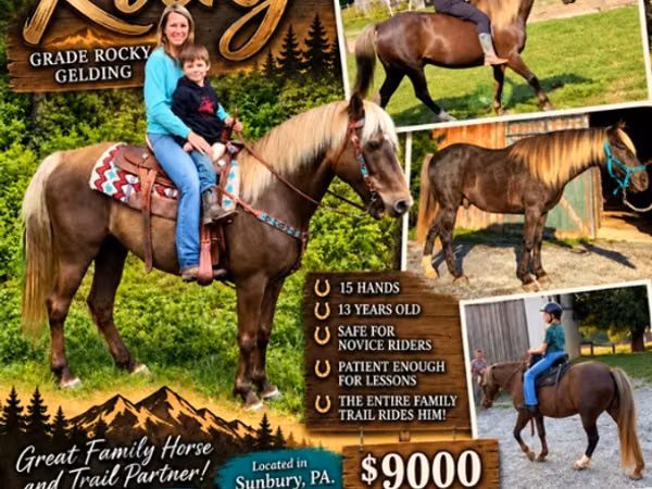 At, Rocky Mountain Horse