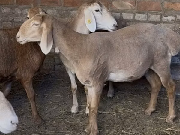 भेड़, Edilbay sheep