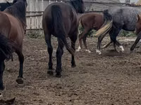Aygʻir, Kushum Horse — 3-rasm