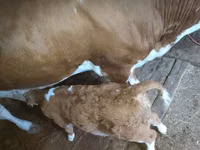 Vacă, Bovine — foto 1