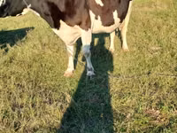 Vache, Race de vache — photo 1
