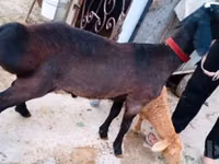 Carneiro, Hissar sheep — foto 2