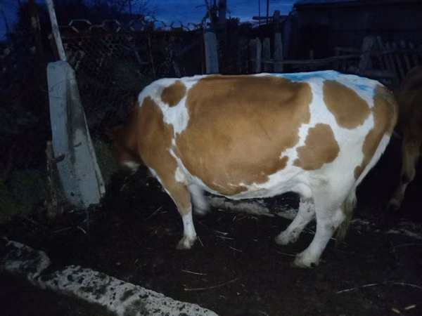Kuh, Latvian Blue cattle