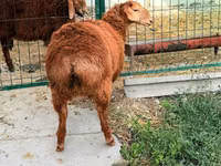 Qoʻy, Hissar sheep — 3-rasm