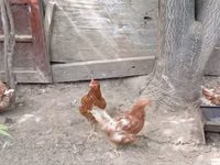 Chickens — Foto 1