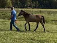 Iapă, Rocky Mountain Horse — foto 7