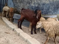 Țap, Damask goat — foto 5