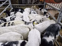 Cattle (batch, sex not specified), Cattle — photo 1