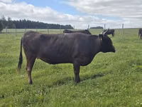 Vacă, Wagyu — foto 2