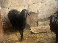 كبش, الأغنام — الصورة 4