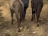 Madyan, Rocky Mountain Horse — foto 3