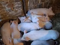 Porci (lot, sex nespecificat), Porci — foto 1