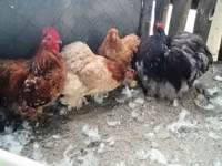 Chickens — photo 2