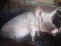 Säue, Schweine — Foto 1