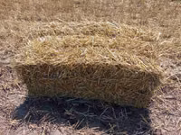 Soloma — Foto 3