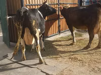 母牛, Holstein breed — 照片 4