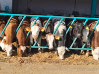 公牛, Simmental cattle — 照片 1