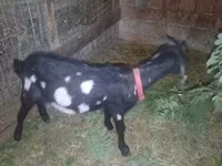 Capră, Nubian Goat — foto 3