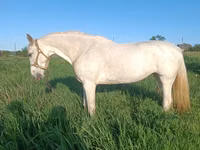 Yegua, Orlov Trotter — foto 2