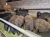 كبش, Edilbay sheep — الصورة 2