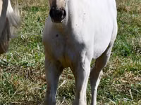 母马, Quarter Horse — 照片 2