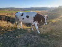 Vacă, Simmental cattle — foto 4