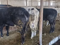 Bou, Belgian Blue — foto 2