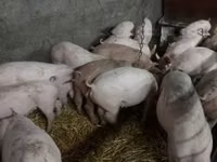 Eber, Schweine — Foto 3