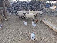 Brebis, German Blackheaded Mutton sheep — photo 2