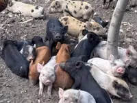 Säue, Schweine — Foto 1