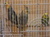 Her 3 de satilir qefesle birlikde dilde bawa duwur biri — сүрөт 1