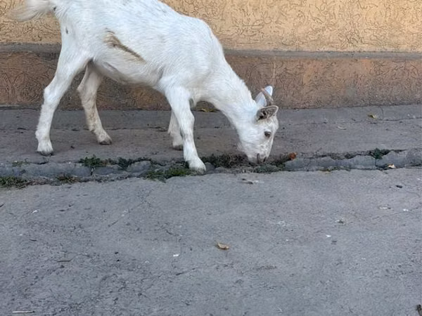 Capră, Nubian Goat