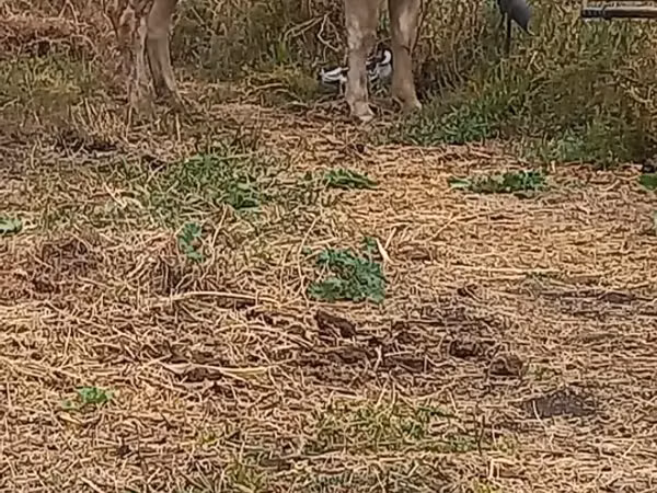 Kuh, Swiss cattle
