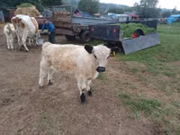 Toro, Vaca Galloway — foto 1