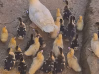 Ducks — photo 1