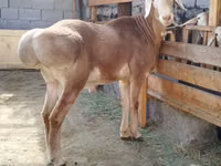 Ram, Edilbay sheep — photo 1