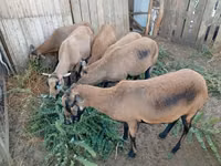 Brebis, Cameroon sheep — photo 2