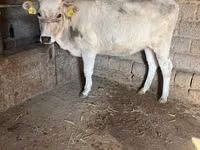 Sigir, Aberdin – Angus — 7-rasm