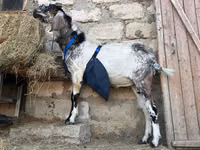 Boucs, Nubian Goat — photo 4
