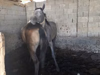 Cavalo, Cavalos — foto 3