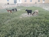 عنزة, الماعز — الصورة 7