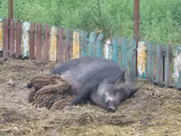 Säue, Schweine — Foto 2