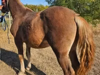 Mare, Horses — photo 4