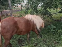 فرس, Australian Pony — الصورة 4