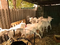 Cabras (lote, sexo não especificado), Saanen goat — foto 6