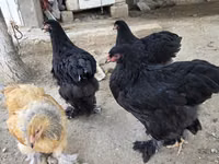 براهما — الصورة 3